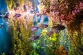 A group of small aquarium fish in a big aquarium Royalty Free Stock Photo