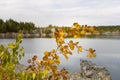 Group of small trees birch aspen with green and red leaves are by a pond on a blurred background in a park in the summer