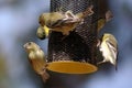 Group of Small Birds on a feeder Royalty Free Stock Photo