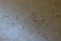 Group of Small Black ant on floor Royalty Free Stock Photo