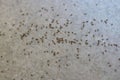 Group of Small Black ant on floor Royalty Free Stock Photo