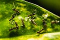 Group of small black ants eating on the leafs with selective focus. Macro close up a lot of black ants on leaves with lighting Royalty Free Stock Photo