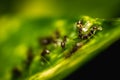 Group of small black ants eating sugar bar on the leafs with selective focus. Macro close up a lot of black ants on leaves with Royalty Free Stock Photo