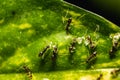 Group of small black ants eating sugar bar on the leafs with selective focus. Macro close up a lot of black ants on leaves with Royalty Free Stock Photo