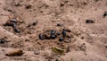 a pile of ants in the dirt with their black heads