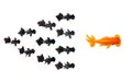 Group of Small black goldfish following goldfish the leader isolated on white background showing leader individuality success or Royalty Free Stock Photo