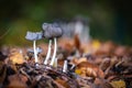 a group of small black mushrooms on the forest floor in autumn Royalty Free Stock Photo