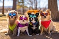 a group of small breed dogs wearing colorful sunglasses at a park