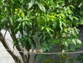 Group of small brown birds perched on white cable wire Royalty Free Stock Photo