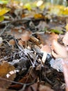 A group of small brown mushrooms on the ground in the woods Royalty Free Stock Photo