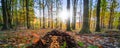 Small mushrooms on tree trunk in the autumn forest. Royalty Free Stock Photo