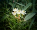 Group of small white flowers with stamens and yellow pollen