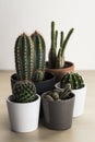 Group of small cacti and succulent plants in pots Royalty Free Stock Photo