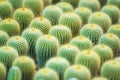 Group of small cactus plant in the pot at cactus garden.Thailand.