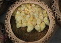 Group of small chicks sold in a basket in a wet market