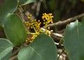 Group of small circle yellow flower on branch in botany garden. mini fresh buds plant