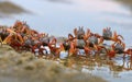 Group of small crabs Portunus armatus or flower crab Royalty Free Stock Photo