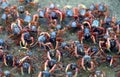 Group of small crabs Portunus armatus or flower crab moving across the water on the beach. Royalty Free Stock Photo