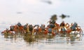 Group of small crabs Portunus armatus or flower crab moving across the water on the beach. Royalty Free Stock Photo