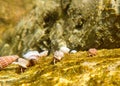 Group of small crustaceans walking in unison across a rock surface, under the water in Oman