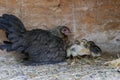 A group of small cute chicks walks in the henhouse. Close up of colorful few days old chickens with their mother in a chicken coop Royalty Free Stock Photo