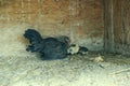 A group of small cute chicks walks in the henhouse. Close up of colorful few days old chickens with their mother in a chicken coop