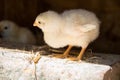 A group of small cute chicks walks in the henhouse. Close up of colorful few days old chickens with their mother in a chicken coop Royalty Free Stock Photo