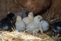 A group of small cute chicks walks in the henhouse. Close up of colorful few days old chickens with their mother in a chicken coop Royalty Free Stock Photo