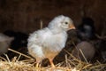 A group of small cute chicks walks in the henhouse. Close up of colorful few days old chickens with their mother in a chicken coop Royalty Free Stock Photo