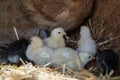 A group of small cute chicks walks in the henhouse. Close up of colorful few days old chickens with their mother in a chicken coop Royalty Free Stock Photo