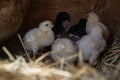 A group of small cute chicks walks in the henhouse. Close up of colorful few days old chickens with their mother in a chicken coop Royalty Free Stock Photo