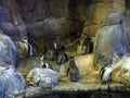 Group of small cute Humboldt penguins at a zoo