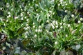 Group of small and delicate white snowdrop spring flowers in full bloom in forest in a sunny spring day, beautiful outdoor floral Royalty Free Stock Photo