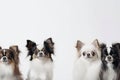 A group of small dogs standing next to each other. AI generative image Royalty Free Stock Photo