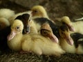 A group of small ducks before bed Royalty Free Stock Photo