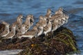 Group of small dunlin birds perched on the edge of a lush, green pond.