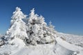 Group of small fir trees covered by snow Royalty Free Stock Photo