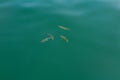 Group of small fish swimming in clear water swamped Janicuv quarry. Czech republic