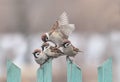 Group of small funny birds sparrows sit on a wooden fence on top of each other and argue
