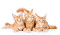 Group of small ginger maine coon cats lying in front view. isolated on white background