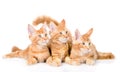 Group of small ginger maine coon cats lying in front view. isolated on white background