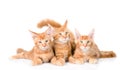 Group of small ginger maine coon cats lying in front view. isolated ob white