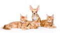 Group of small ginger maine coon cats with tiny chihuahua puppy. isolated ob white