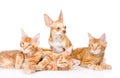 Group of small ginger maine coon cats with tiny chihuahua puppy. isolated on white