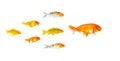 Group of Small goldfish and koi fish following the leader isolated on white background showing leader individuality success or Royalty Free Stock Photo