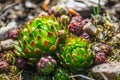 Green houseleek or liveforever closeup photography