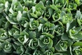 Group of small green succulents growing tightly to each other