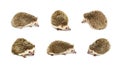 Group of small hedgehog isolated on white background. Wild Animals