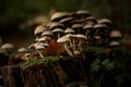 Group of small Hypholoma capnoides mushrooms growing on tree stump in autumn forest