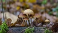 A group of small inedible mushrooms